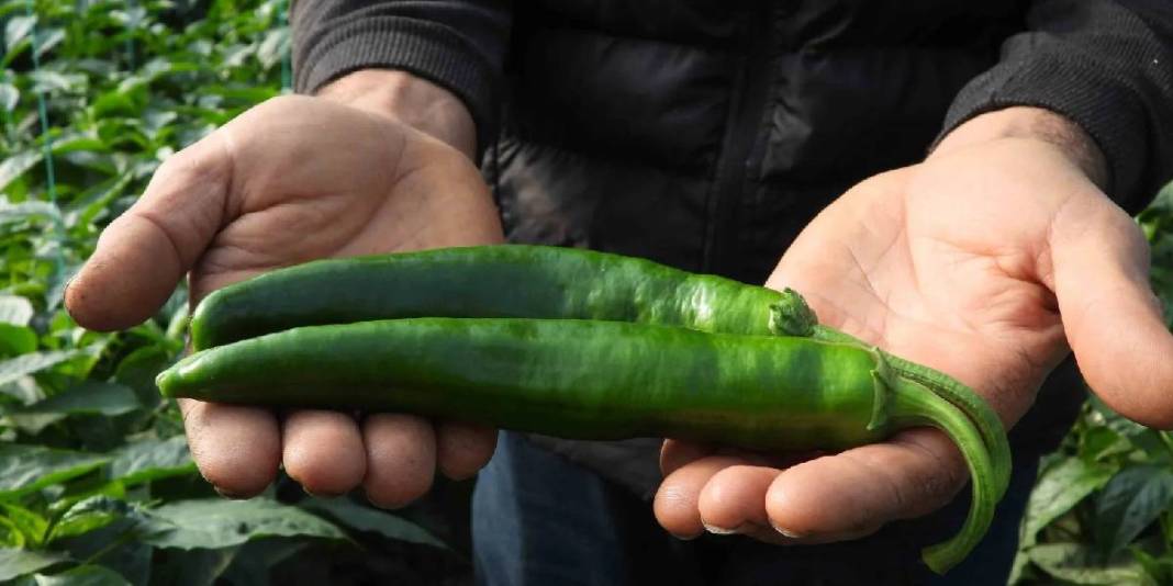 Acı severim diyen bile yiyemiyor! Türkiye'nin en acı biberinin faydası inanılmaz: Zayıflamak için kilo kilo alıyorlar 4